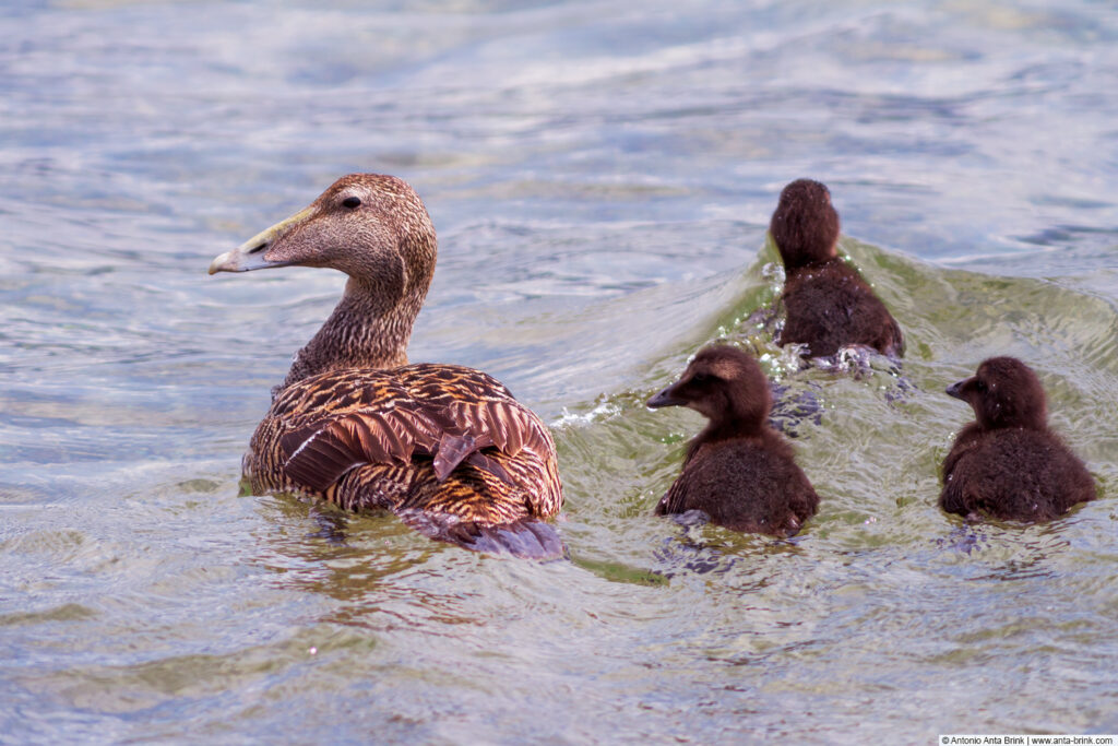 Common eider, Somateria mollissima, Eiderente