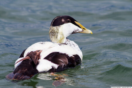 Common eider