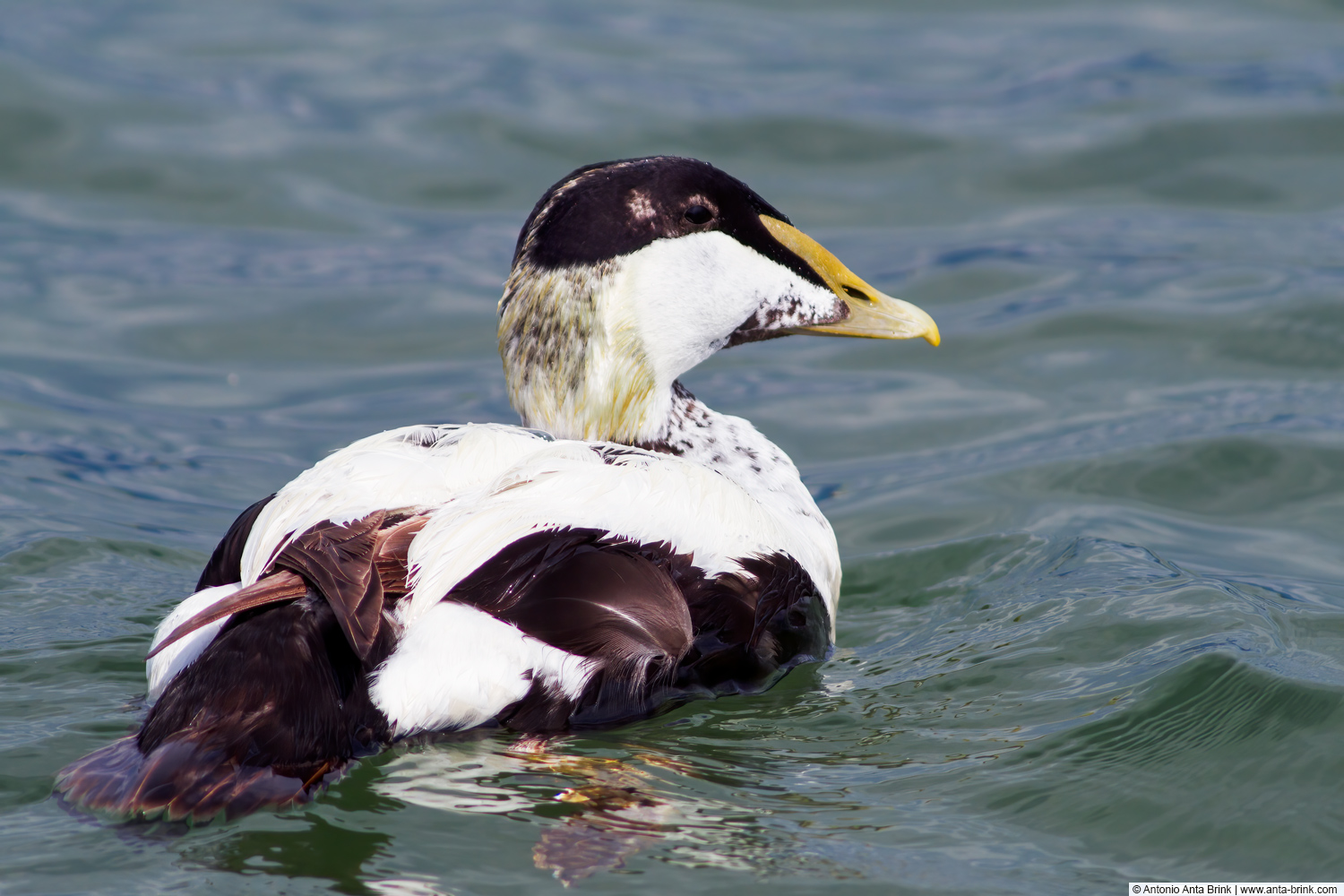 Common eider, Somateria mollissima, Eiderente