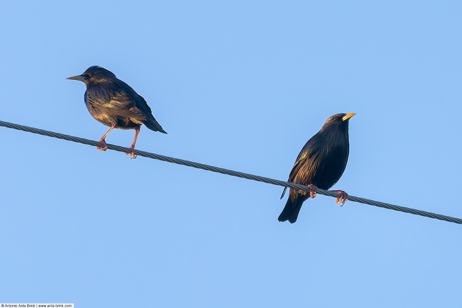 Spotless starling, Sturnus unicolor, Einfarbstar