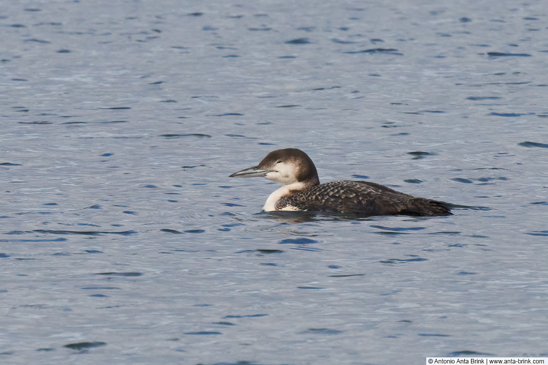 Common loon, Gavia immer, Eistaucher