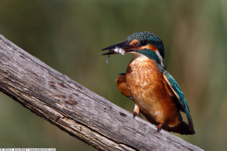 Common kingfisher