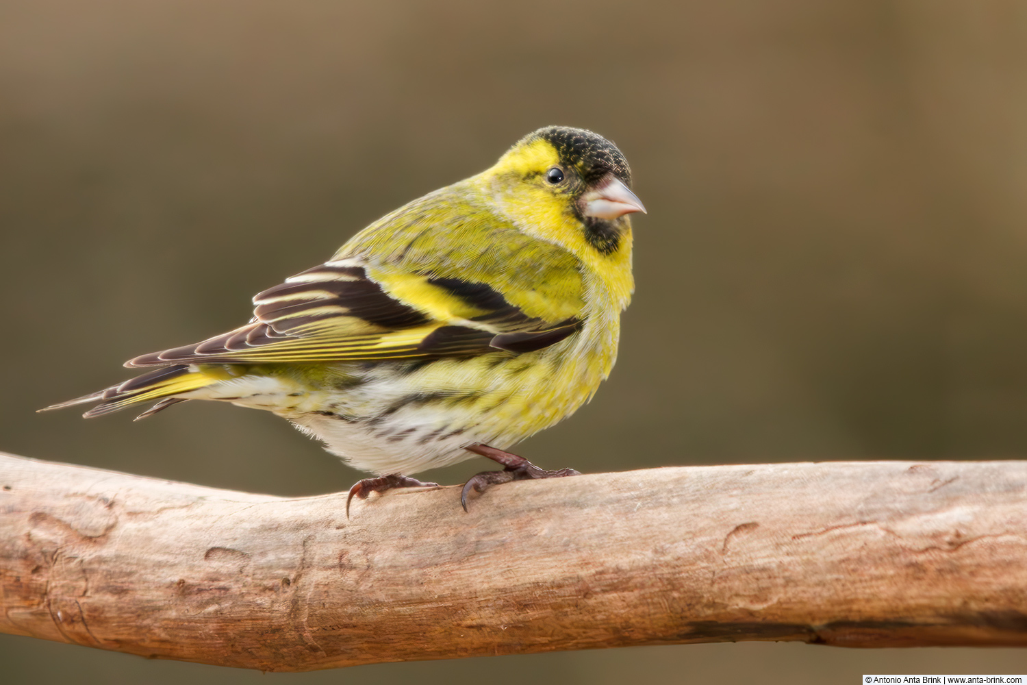 Eurasian siskin, Spinus spinus, Erlenzeisig