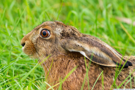 European hare