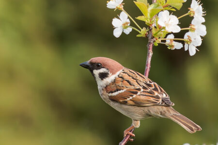 Eurasian tree sparrow