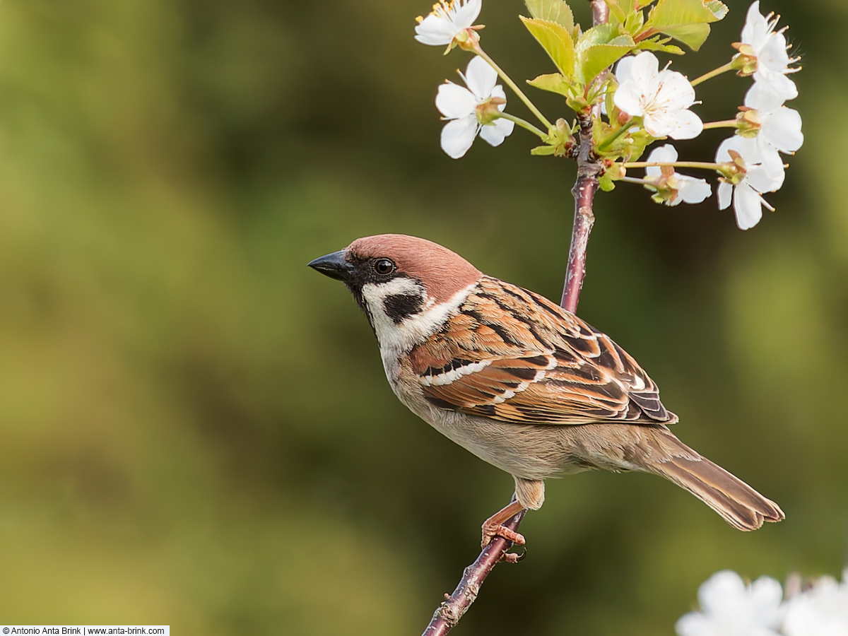 Eurasian tree sparrow, Passer montanus, Feldsperling 