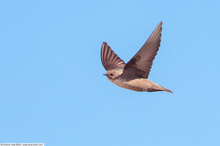 Eurasian crag martin