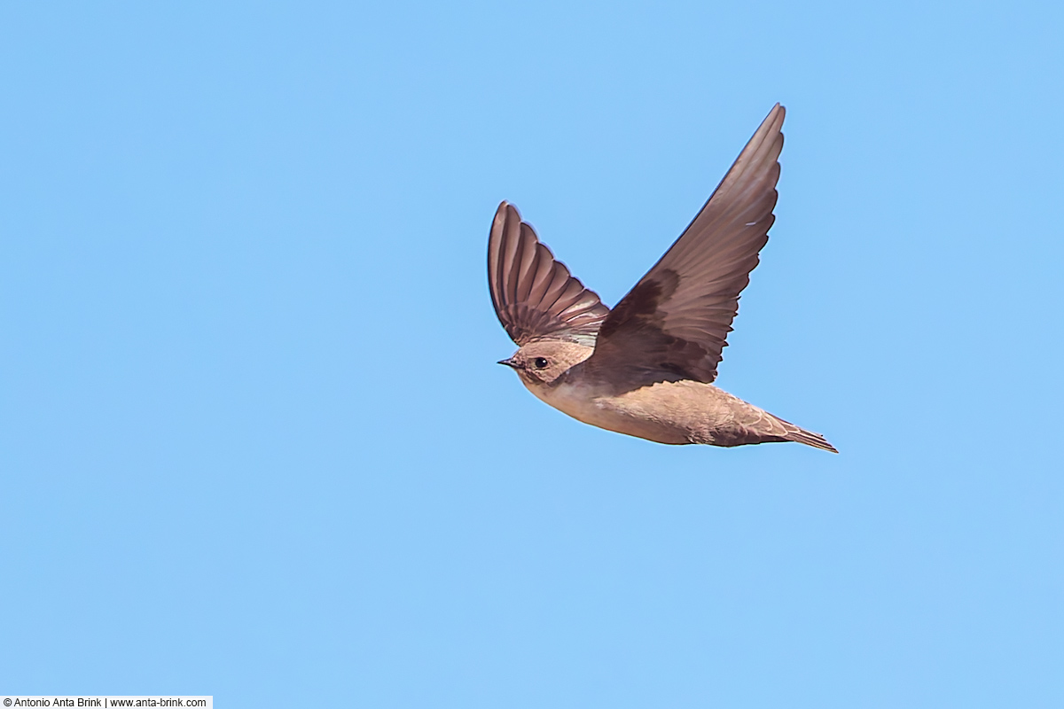 Eurasian crag martin, Ptyonoprogne rupestris, Felsenschwalbe 