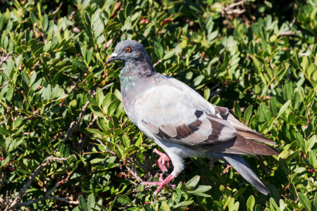 Rock dove