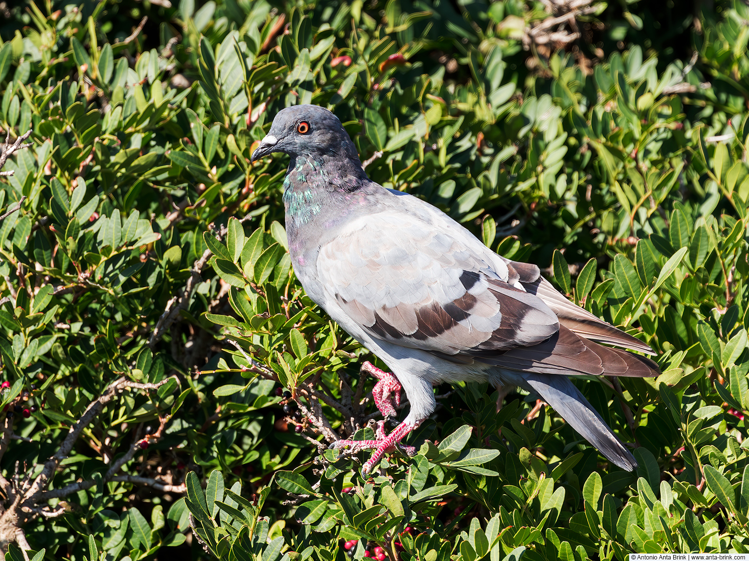 Rock dove, Columba livia, Felsentaube