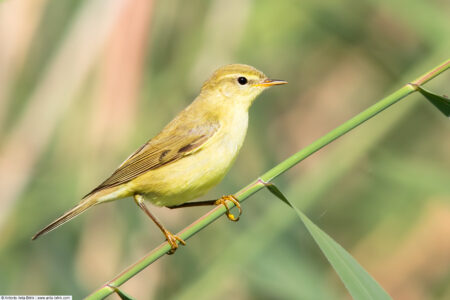 Willow warbler