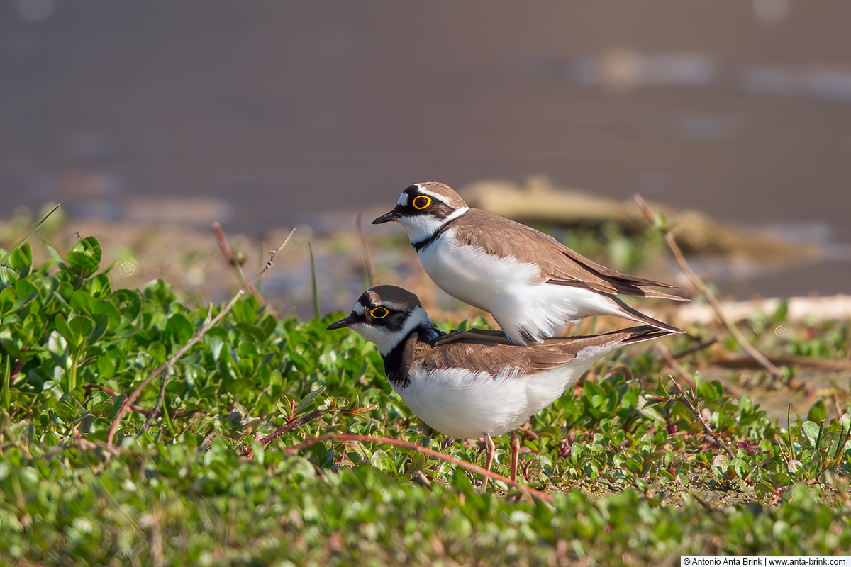 Little ringed plover, Charadrius dubius, Flussregenpfeifer