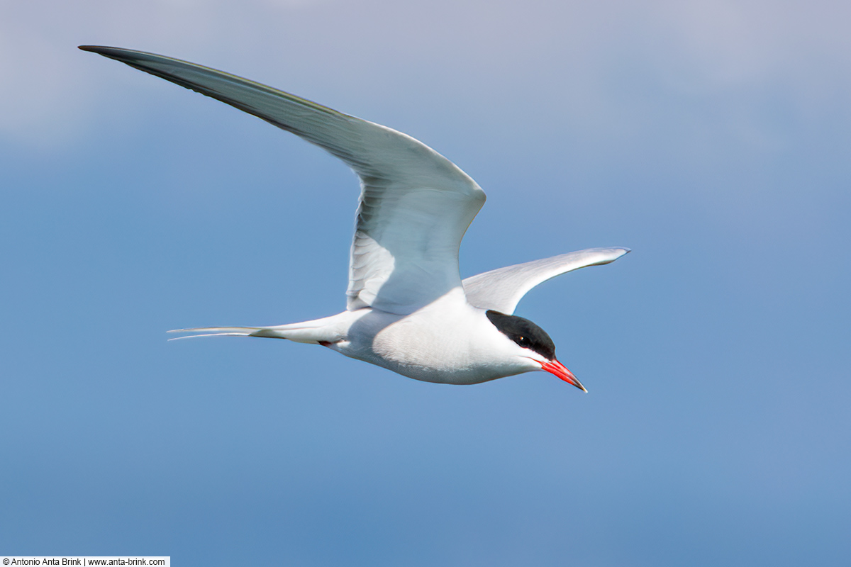 Common tern, Sterna hirundo, Flussseeschwalbe