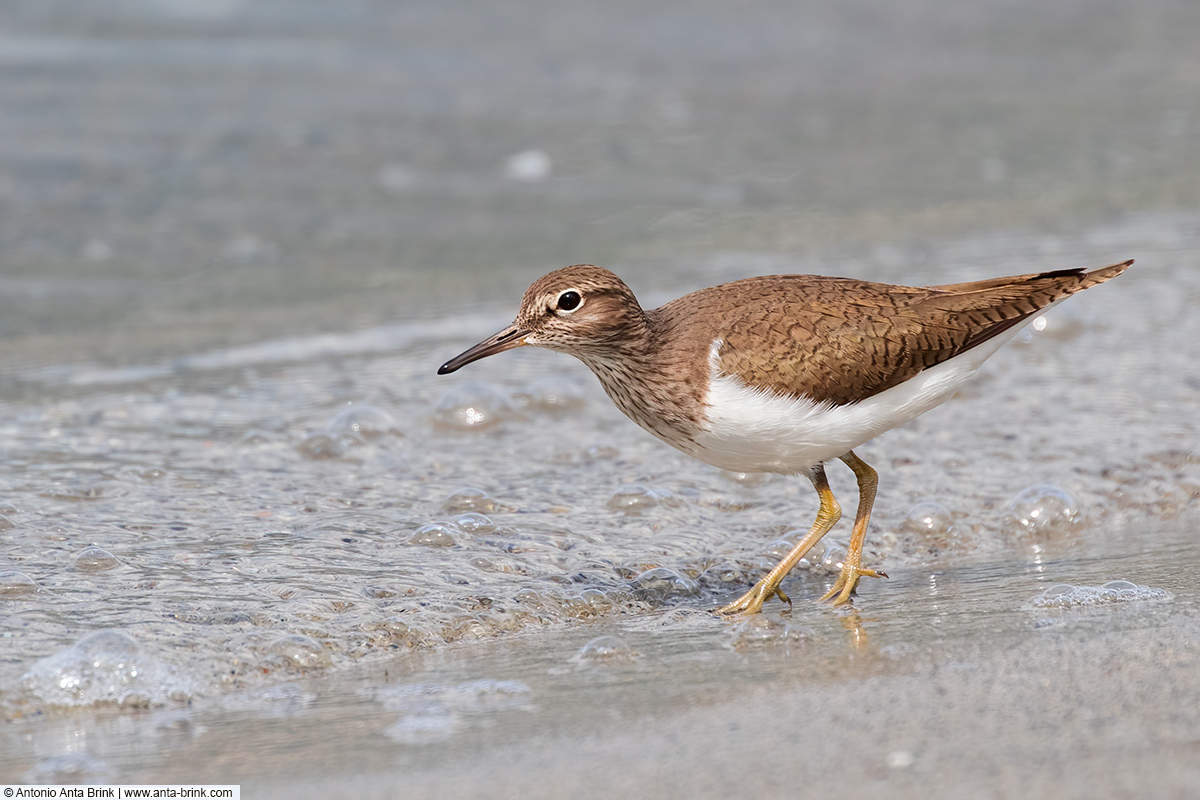 Common sandpiper, Actitis hypoleucos, Flussuferläufer 