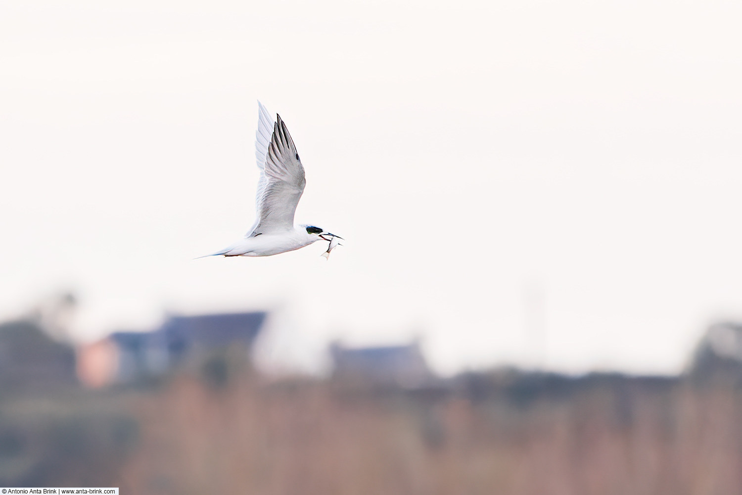 Forster's tern, Sterna forsteri, Forsterseeschwalbe