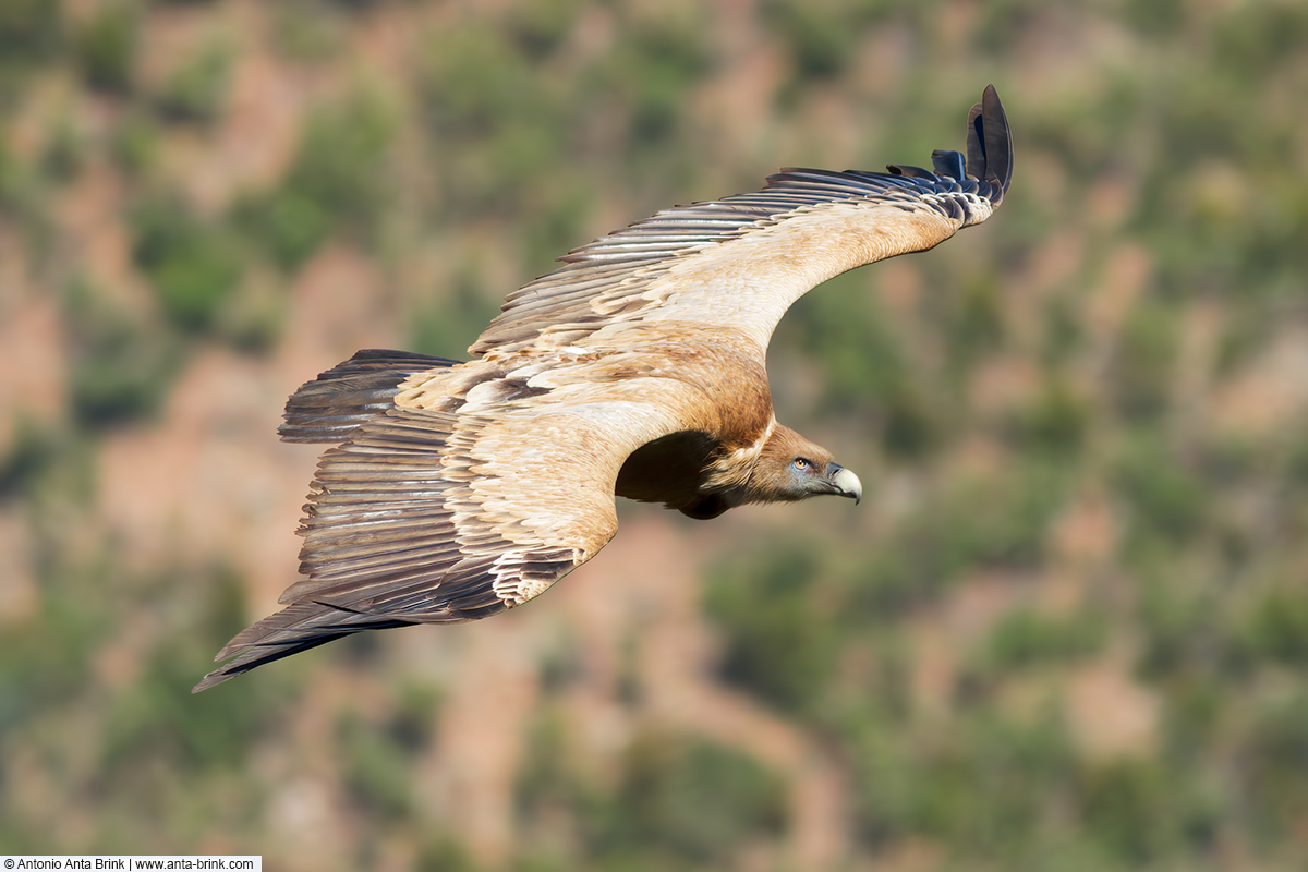 Eurasian griffon vulture, Gyps fulvus, Gänsegeier