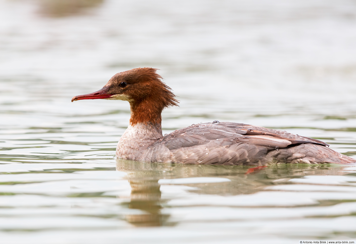 Common merganser, Mergus merganser, Gänsesäger