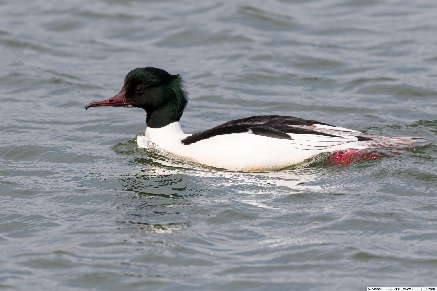 Common merganser, Mergus merganser, Gänsesäger 