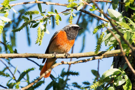 Common redstart