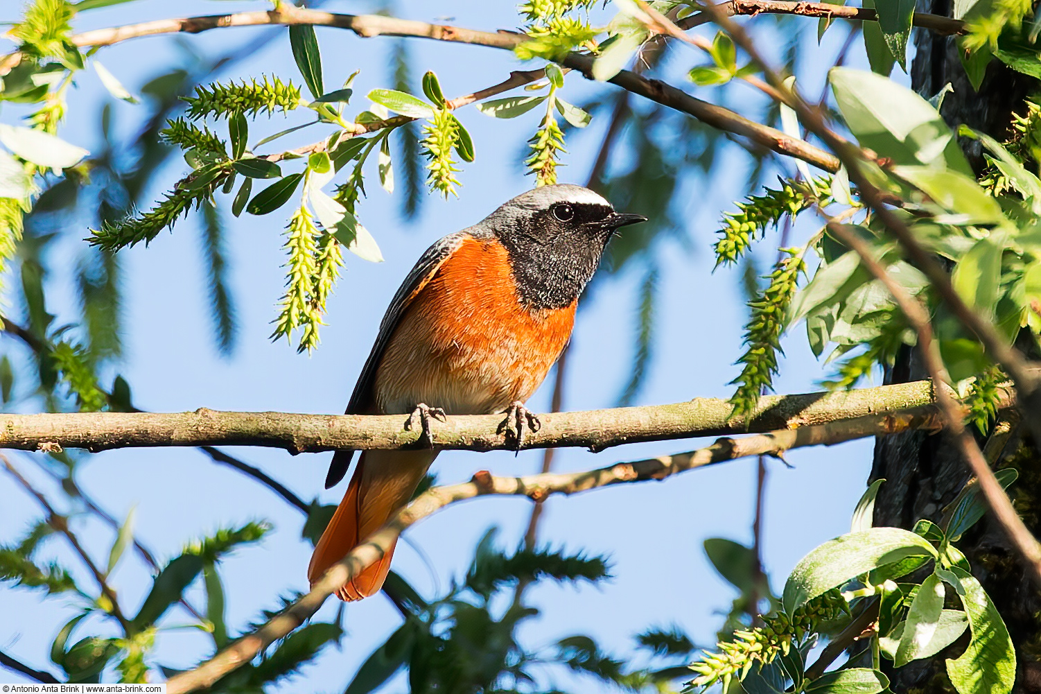 Common redstart, Phoenicurus phoenicurus, Gartenrotschwanz 