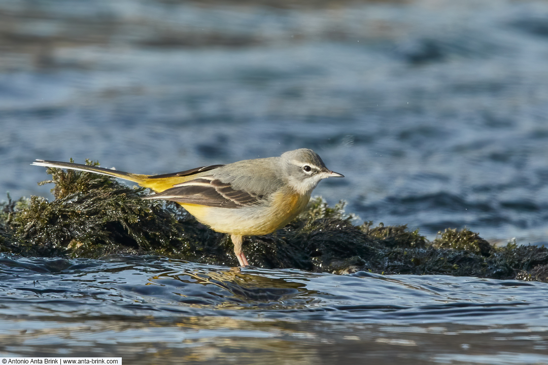 Grey wagtail, Motacilla cinerea, Gebirgsstelze