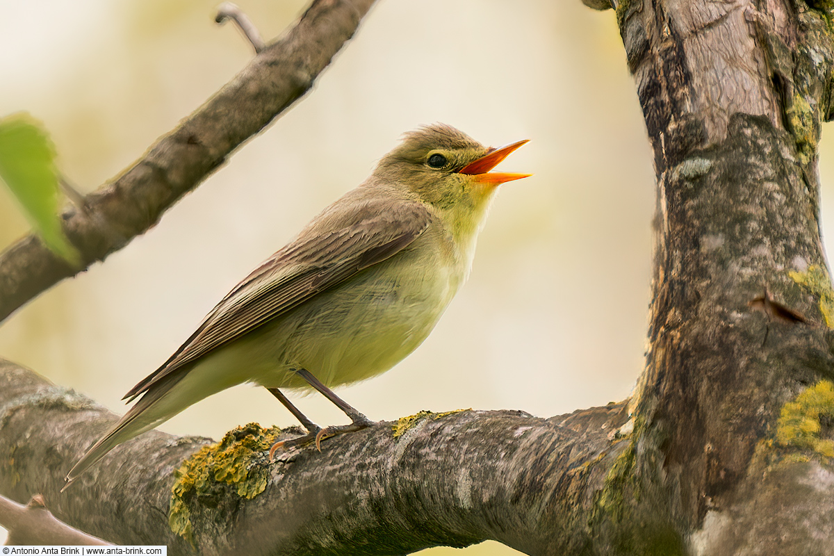 Icterine warbler, Hippolais icterina, Gelbspötter