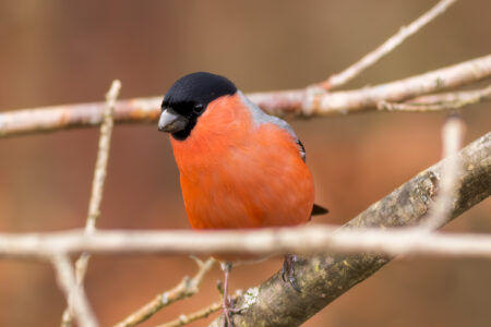 Eurasian bullfinch