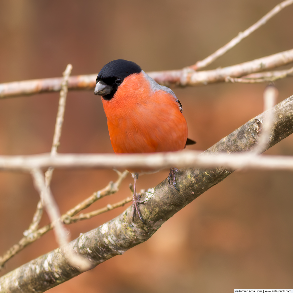 Eurasian bullfinch, Pyrrhula pyrrhula, Gimpel