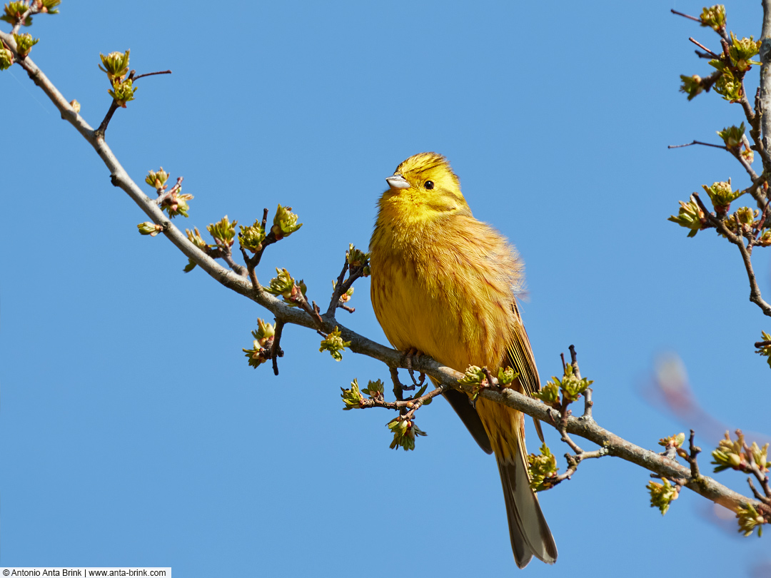 Yellowhammer, Goldammer, Emberiza citrinella