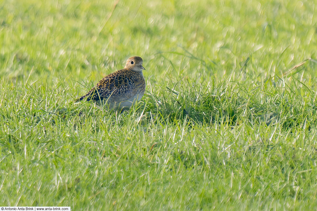 European golden plover, Pluvialis apricaria, Goldregenpfeifer