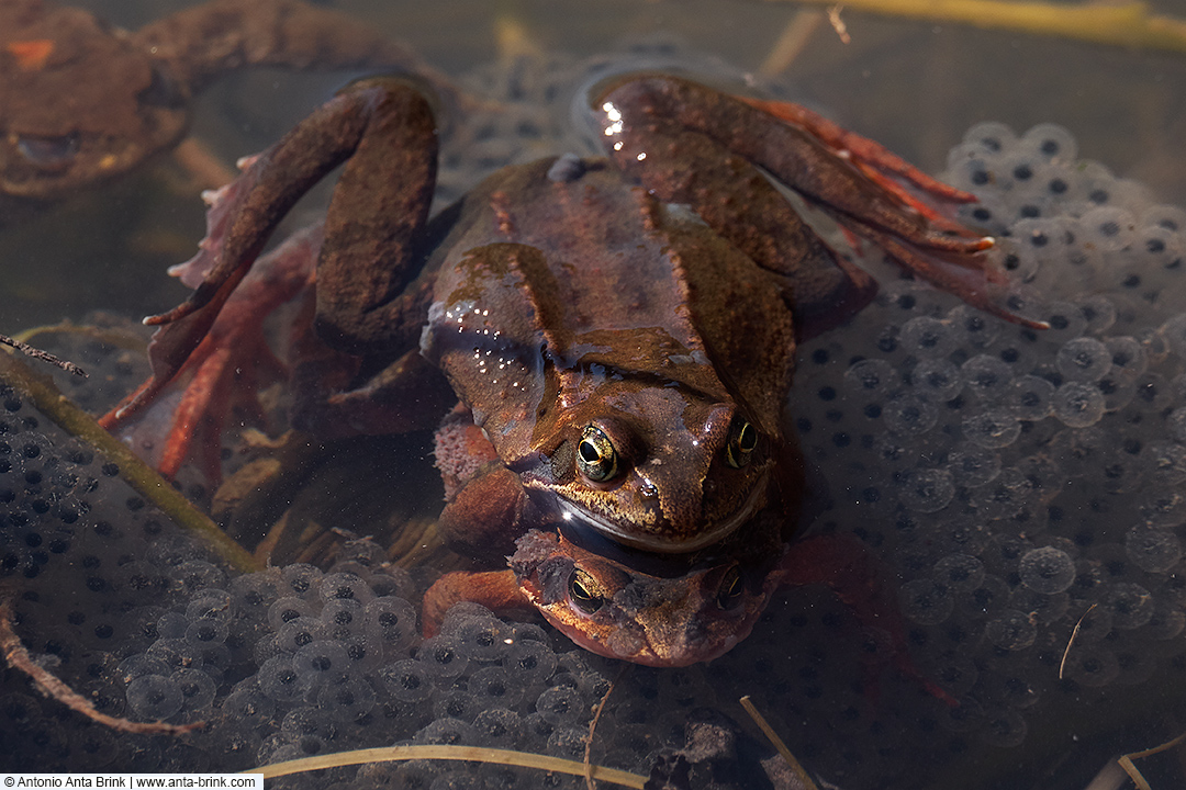 Common frog, Grasfrosch, Rana temporaria