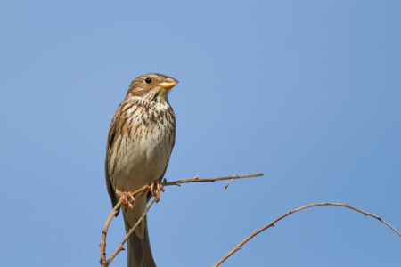 Corn bunting