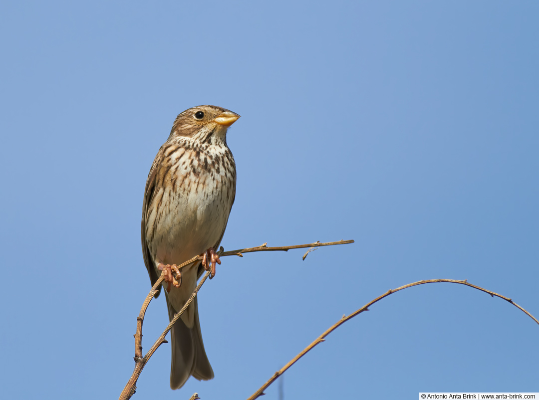 Grauammer, Corn bunting, 
Emberiza calandra