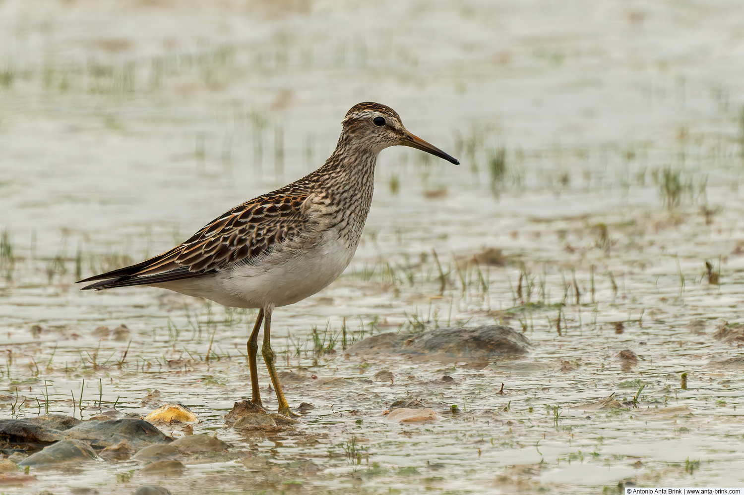 Pectoral sandpiper, Calidris melanotos, Graubruststrandläufer