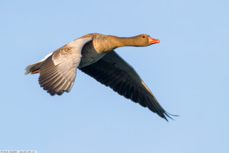 Greylag goose