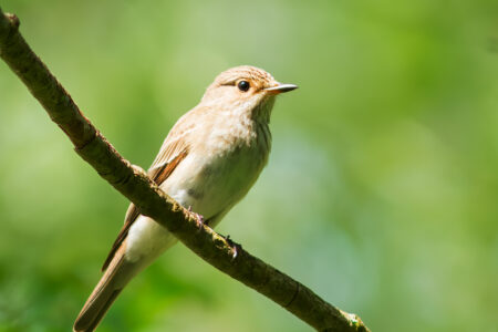 Spotted flycatcher