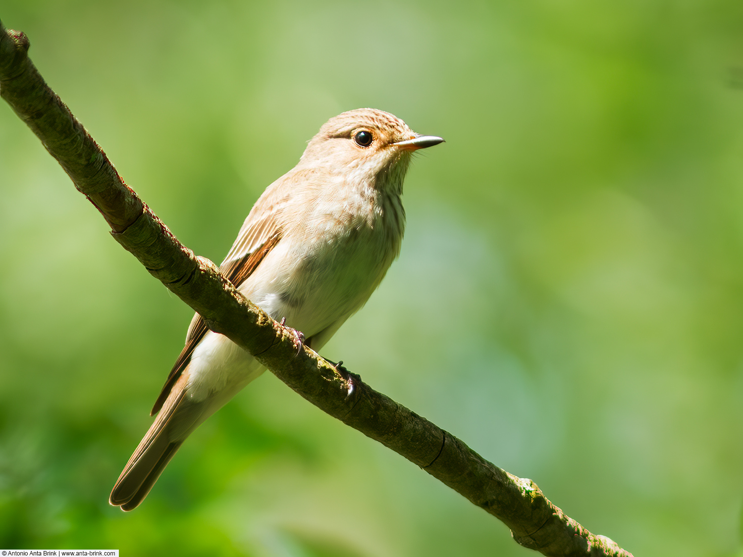 Spotted flycatcher, Muscicapa striata, Grauschnäpper 