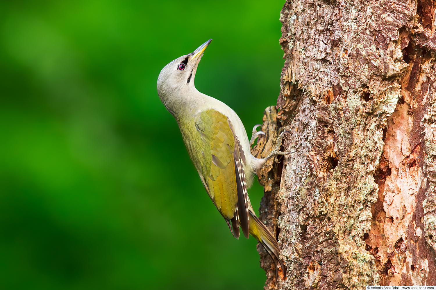 Grey-headed woodpecker, Picus canus, Grauspecht