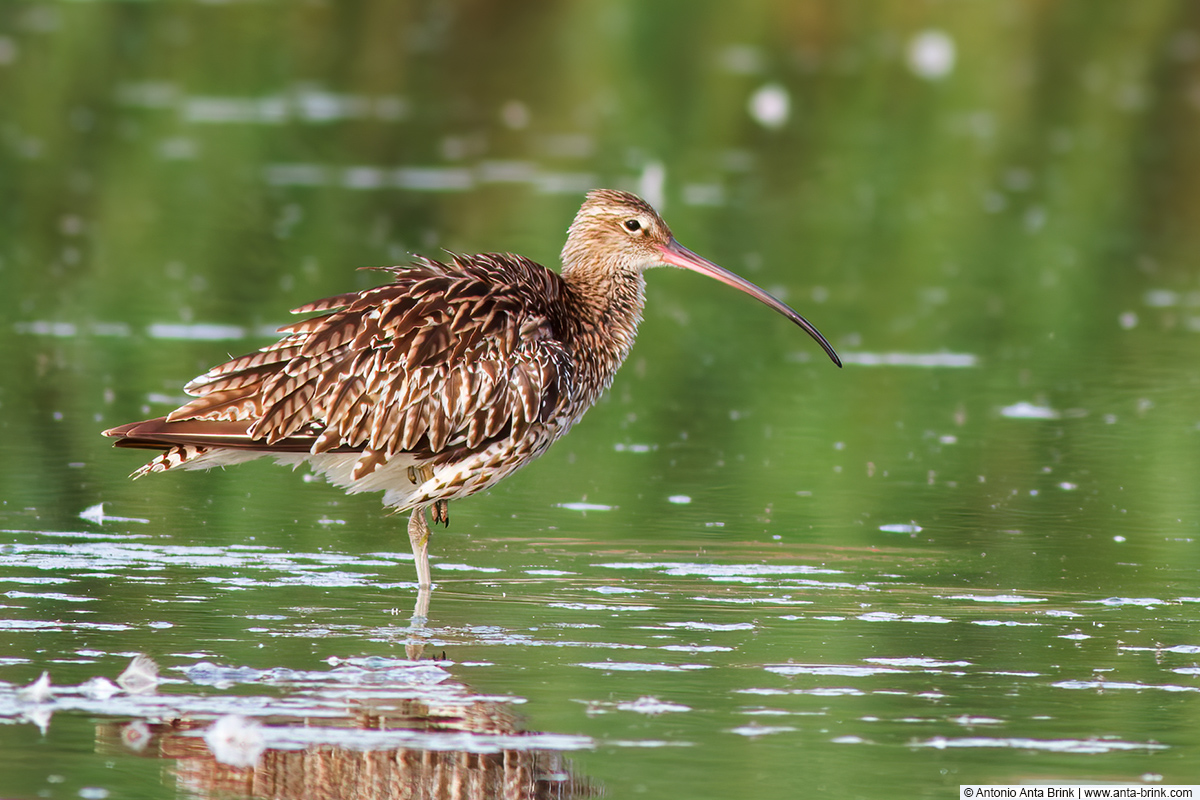 Eurasian curlew, Numenius arquata, Grosser Brachvogel