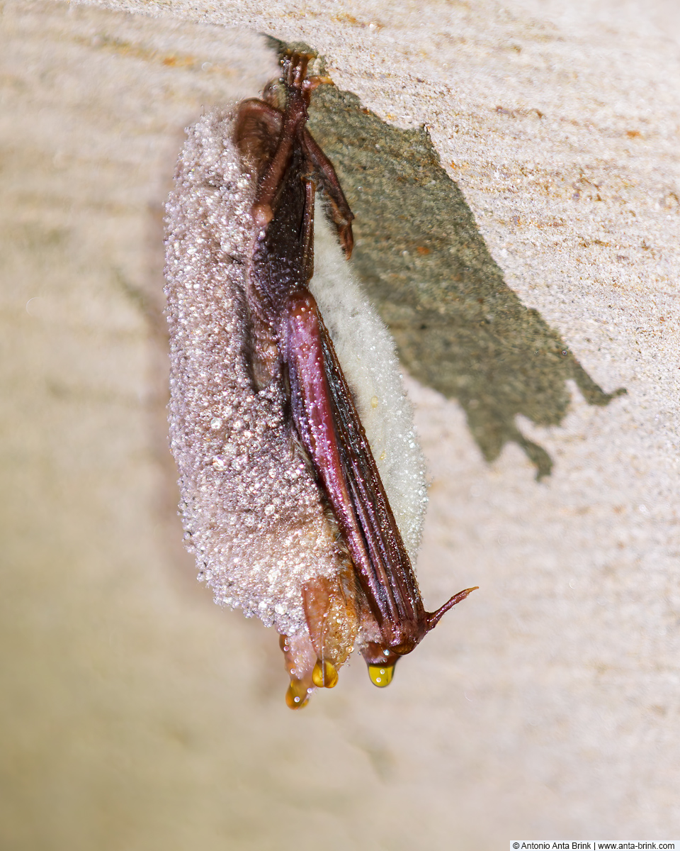 Greater mouse-eared bat, Myotis myotis, Grosses Mausohr