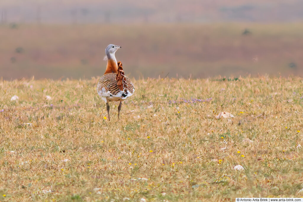 Great bustard, Otis tarda, Grosstrappe