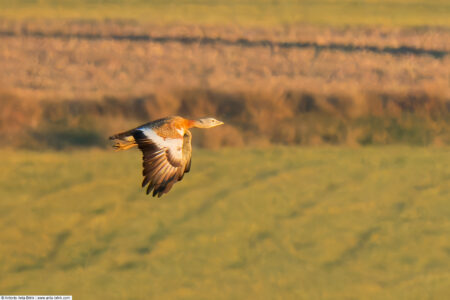 Great bustard