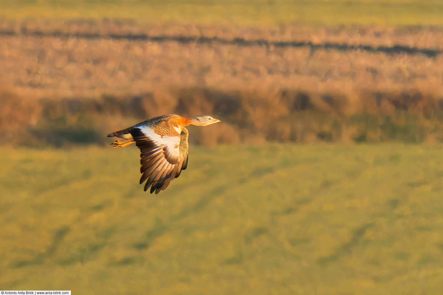 Great bustard, Otis tarda, Grosstrappe