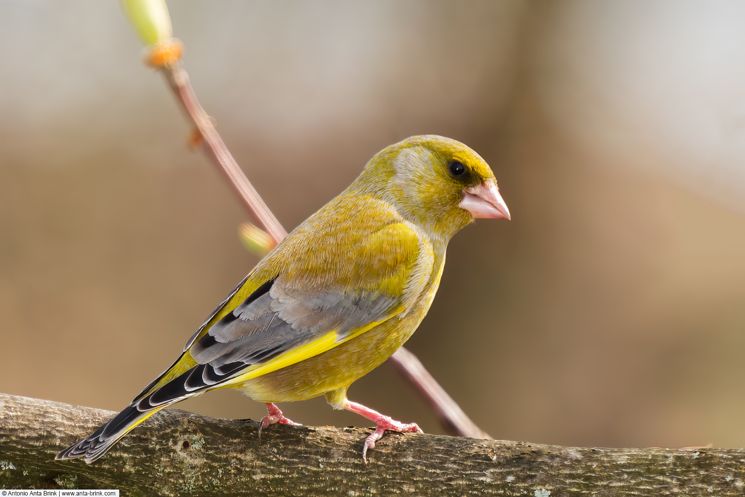 European greenfinch, Chloris chloris, Grünfink