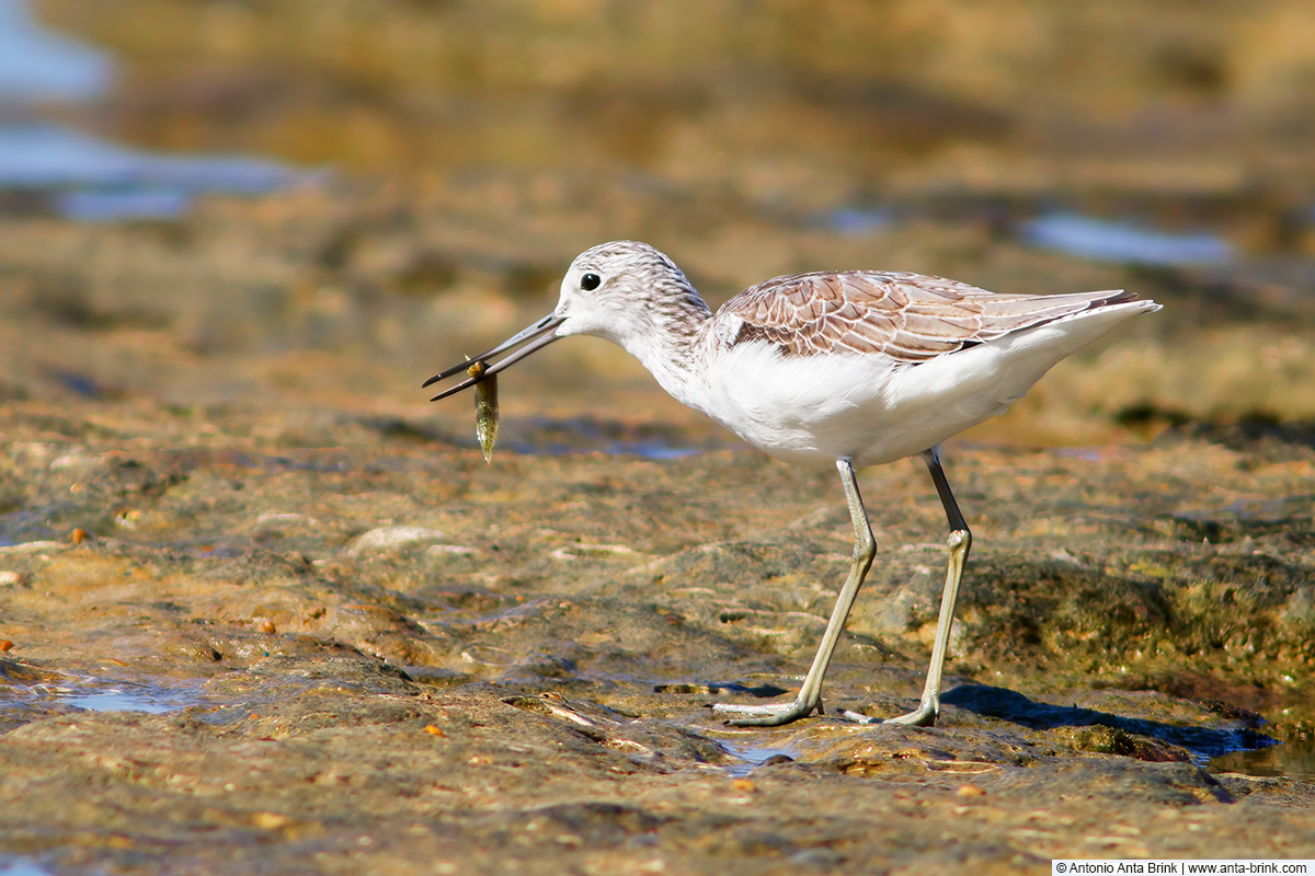 Common greenshank, Tringa nebularia, Grünschenkel