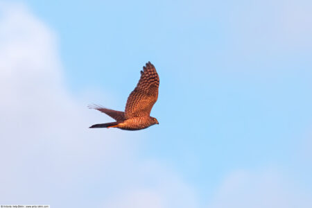 Eurasian goshawk