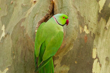 Rose-ringed parakeet