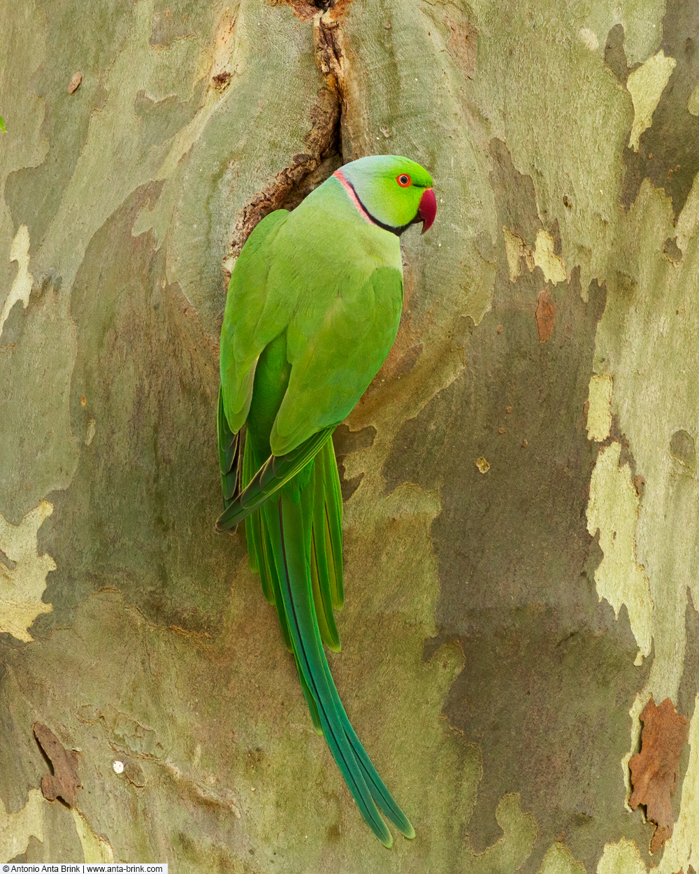 Rose-ringed parakeet, Psittacula krameri, Halsbandsittich