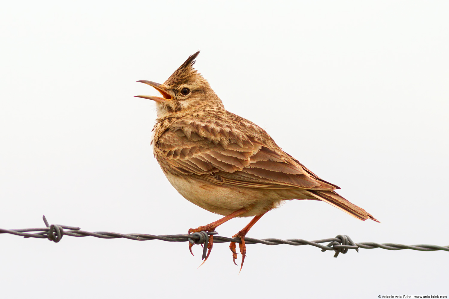 Crested lark, Galerida cristata, Haubenlerche