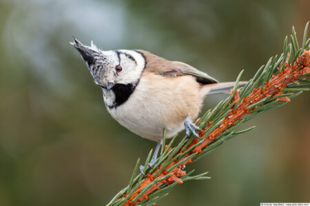 Crested tit